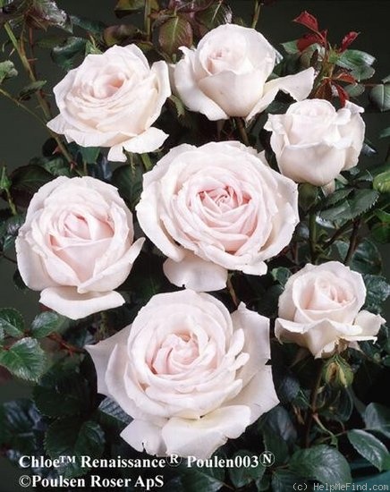 'Chloe ™ (shrub, Poulsen 2000)' rose photo