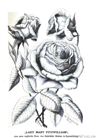 'Lady Mary Fitzwilliam' rose photo