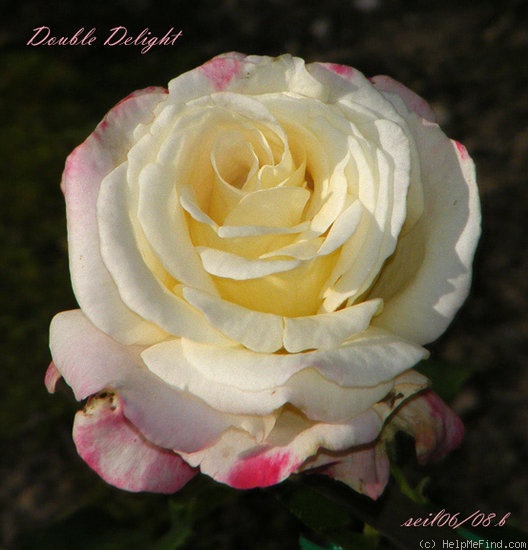 'Double Delight ®' rose, click to enlarge 'Double Delight ®' rose photo