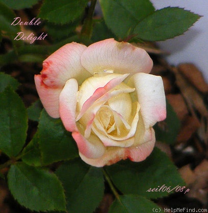 'Double Delight ®' rose photo