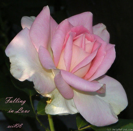 'Falling in Love ™' rose photo