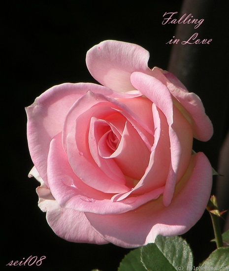 'Falling in Love ™' rose photo