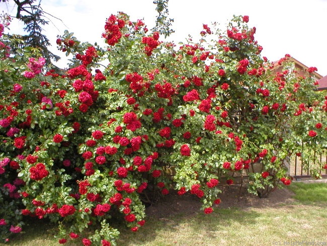 'Amadeus ™ (LCl, Kordes, 2003)' rose photo