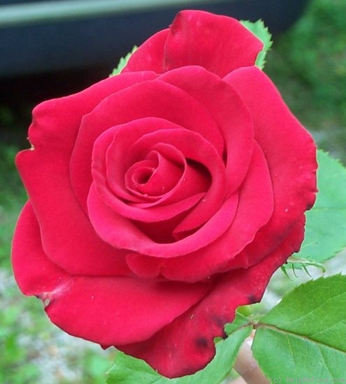 'Megan's Melody™' rose photo