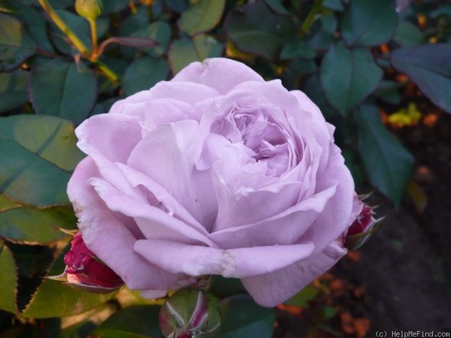 'Gletscher' rose photo