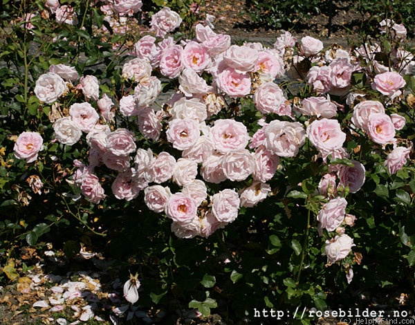 'Ballade ® (floribunda, Evers/Tantau, 1991)' rose photo