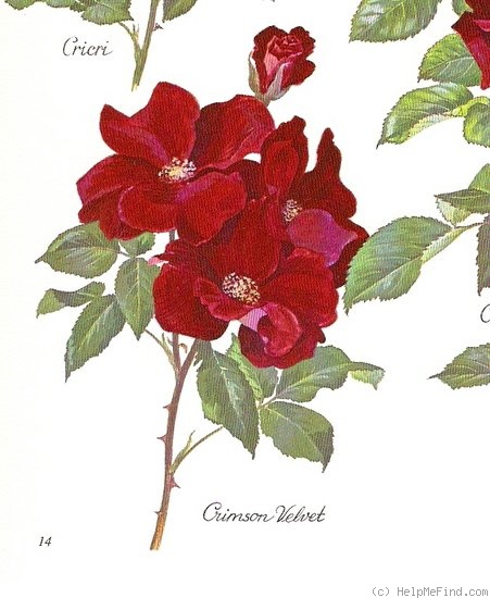 'Crimson Velvet' rose photo