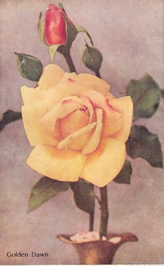 'Golden Dawn (hybrid tea, Grant 1928)' rose photo