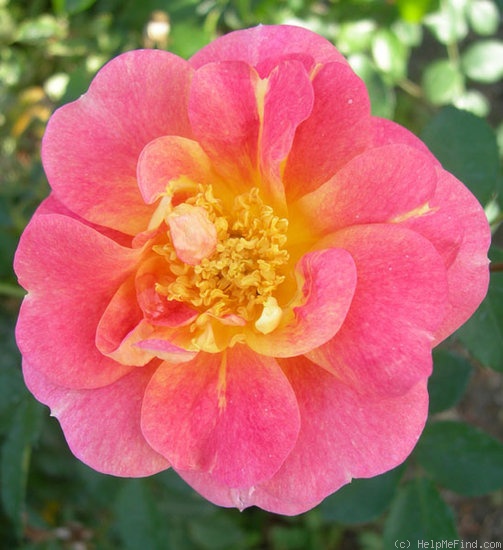 'F. J. Lindheimer' rose photo