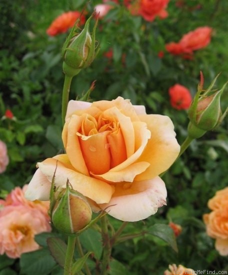'Australian Gold ® (floribunda, Kordes 1980)' rose photo