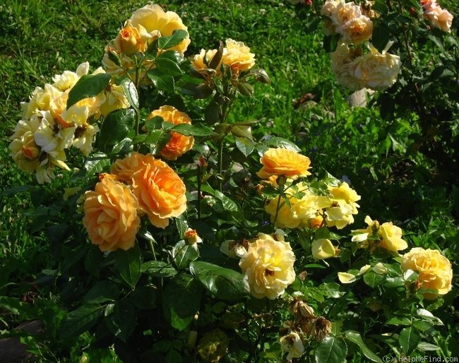 'Bernstein-Rose ® (floribunda, Evers/Tantau, 1987)' rose, click to enlarge 'Bernstein-Rose ® (floribunda, Evers/Tantau, 1987)' rose photo