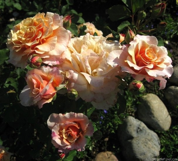 'Caramella ™ (shrub, Kordes before 2000)' rose photo