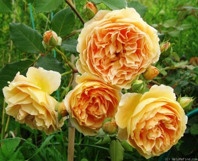 'Crown Princess Margareta ®' rose photo