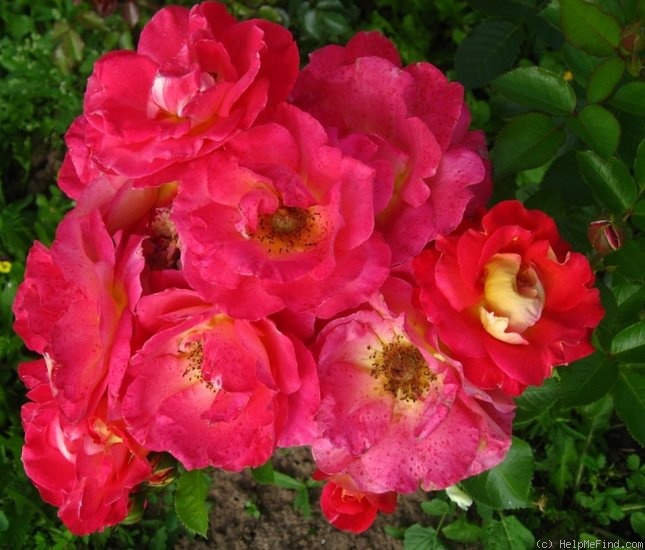 'Decor Arlequin' rose photo