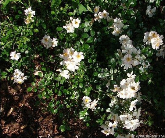 'Medeo ® (shrub, Kordes 2003)' rose photo
