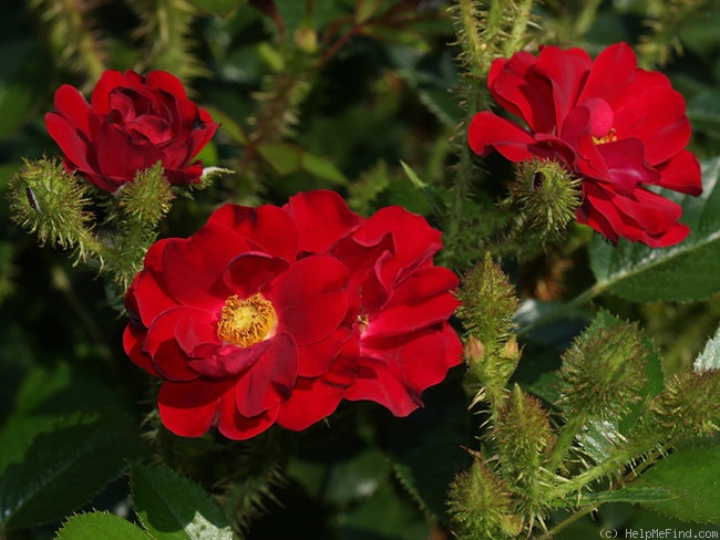 'Scarlet Moss ™ (miniature, Moore, 1988)' rose photo
