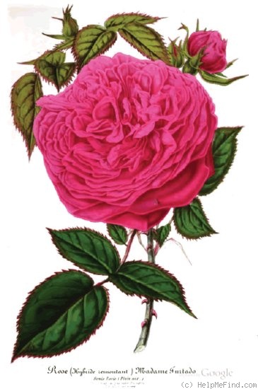 'Madame Furtado (hybrid perpetual, Verdier, 1860)' rose photo