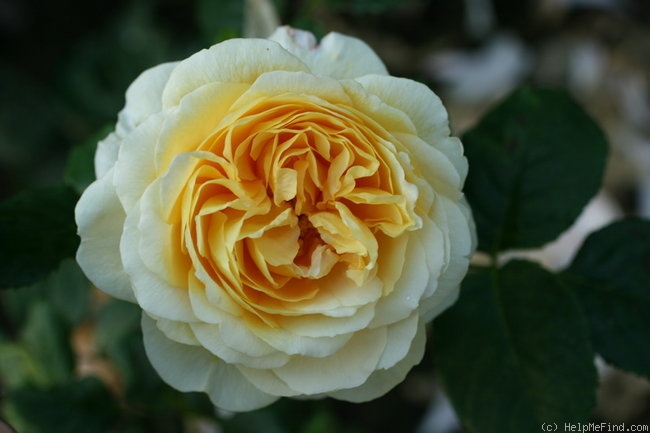 'Juliette Greco ®' rose photo