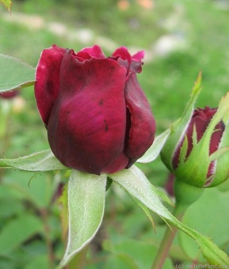 'The Prince ®' rose photo