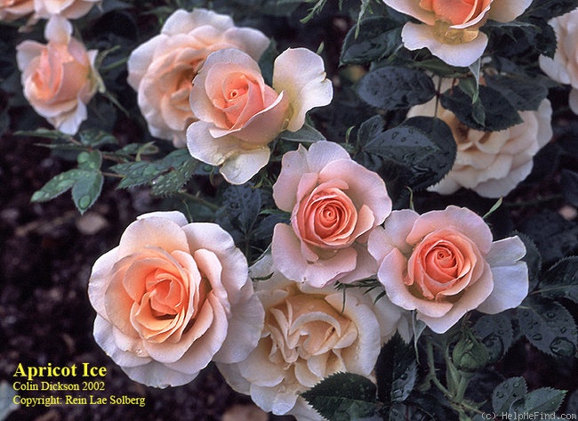 'Apricot Ice' rose photo
