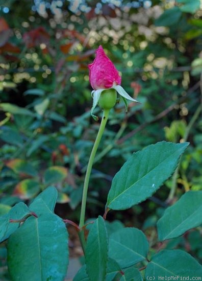 'Auguste Comte' rose photo