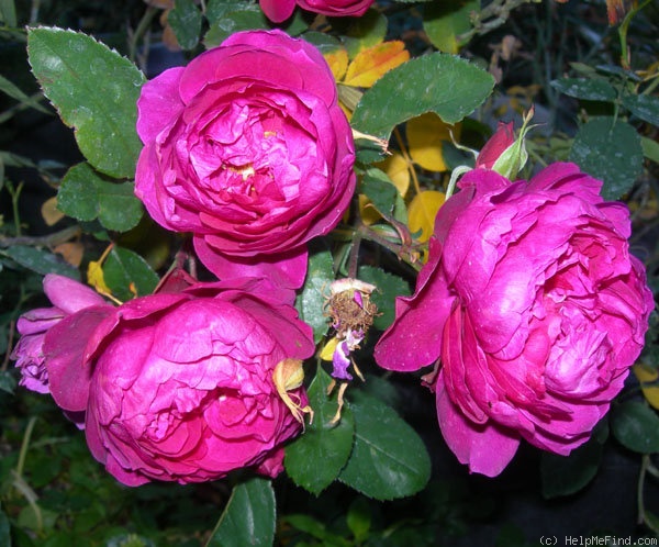 'CHSL' rose photo
