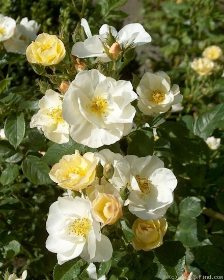 'Omi Oswald' rose photo