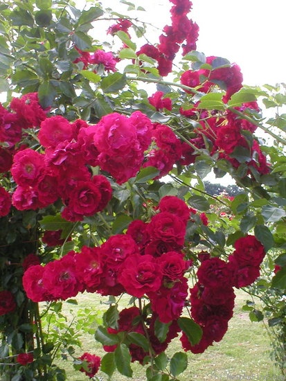'Ludvik Vecera' rose, click to enlarge 'Ludvik Vecera' rose photo