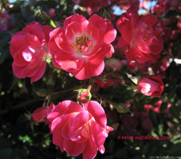 'Fuchsia Meidiland ™' rose photo