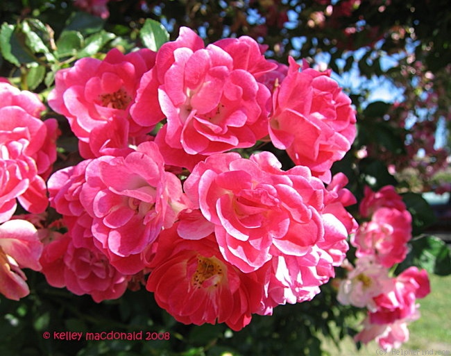 'Fuchsia Meidiland ™' rose photo