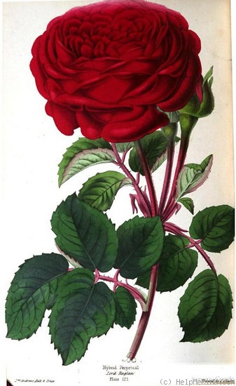 'Lord Raglan' rose, click to enlarge 'Lord Raglan' rose photo