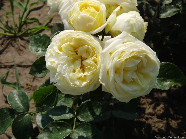 'Gruss an Oldenburg' rose photo