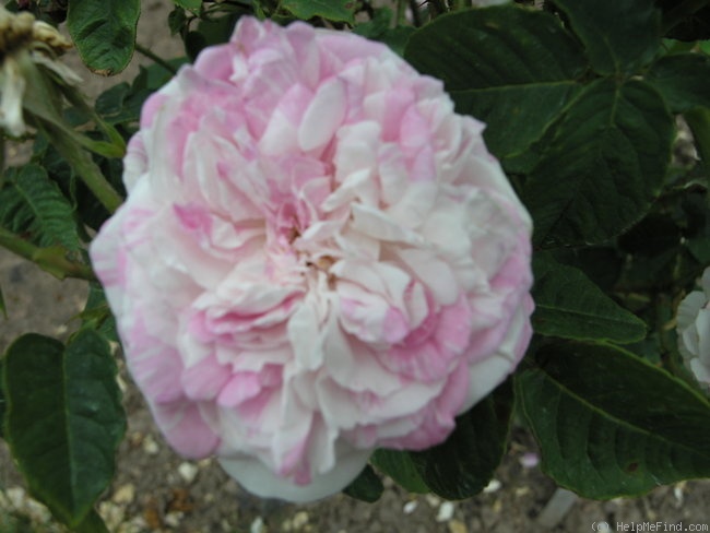 'Variegata (Centifolia/Gallica, Vibert, 1845)' rose photo