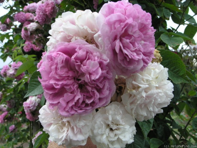 'Seven Sisters (Hybrid Multiflora, 1817)' rose photo