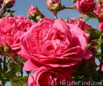 'Laguna ® (Large Flowered Climber, Kordes 1994)' rose photo