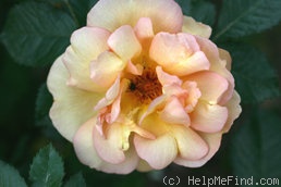 'Maigold' rose photo