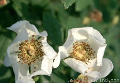 '<i>Rosa arvensis</i> Huds.' rose photo