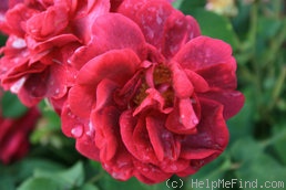 'R. gallica conditorum' rose photo