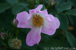 'Rosa Pendulina Bourgogne' rose photo