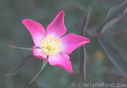 'R. rubrifolia' rose photo