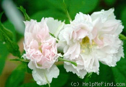 'Fimbriata (hybrid rugosa, Morlet, 1889)' rose photo