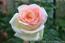 'Tschaikowski' rose photo