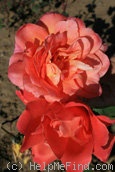 'Anne Marie Trechslin ®' rose photo