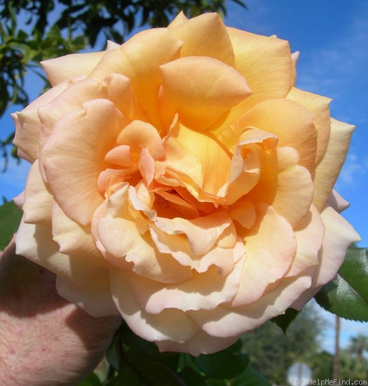 'Country Lady (hybrid tea, Harkness, 1987)' rose photo