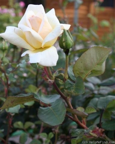 'Sir Henry Segrave' rose photo