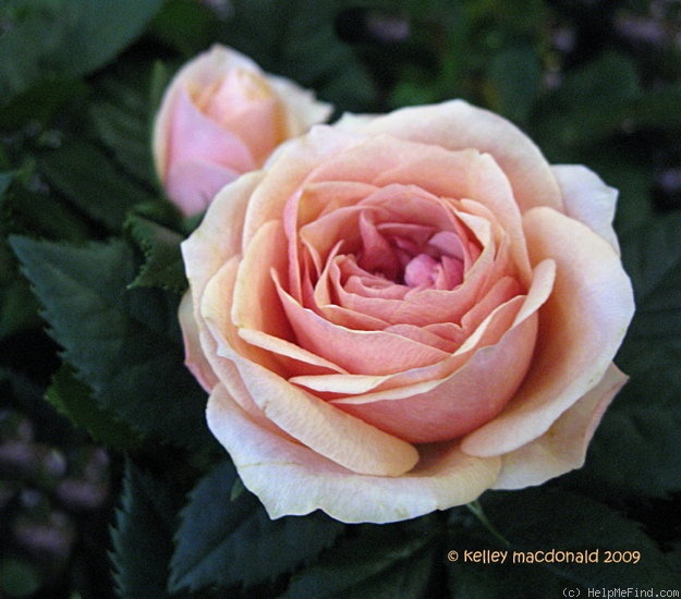 'Cecile Parade' rose photo