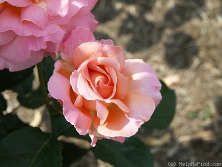 'Isobel Derby' rose photo