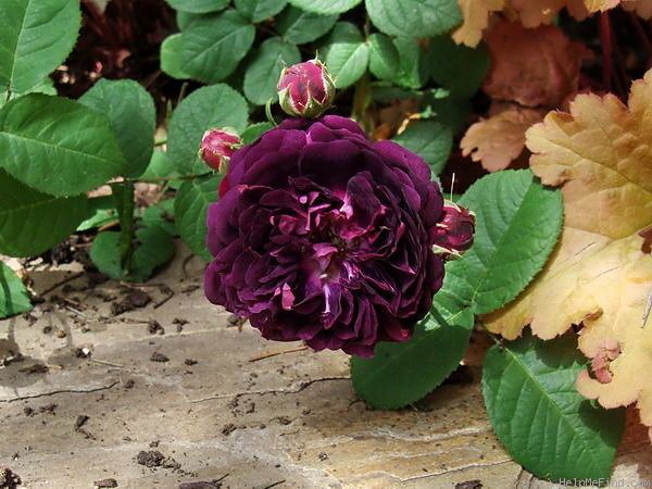 'Cardinal de Richelieu (Hybrid China, Parmentier, pre 1847)' rose photo