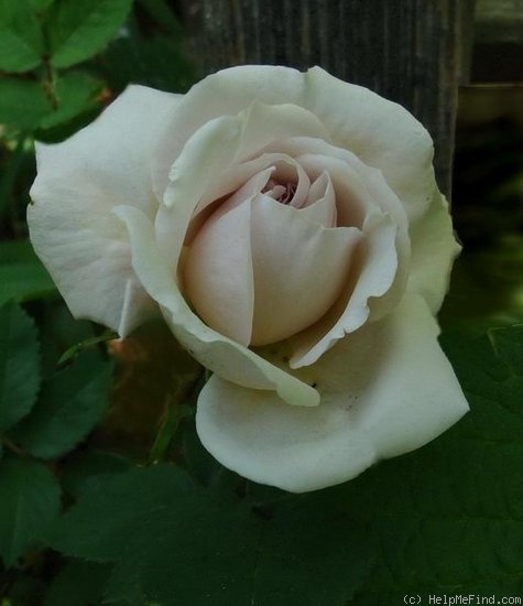 'Aschermittwoch (Large Flowered Climber, Kordes, 1955)' rose photo