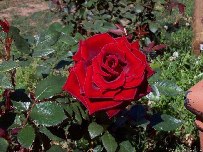 'Black Magic ® (hybrid tea, Evers/Tantau, 1995)' rose photo